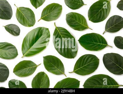 jackfruit or jak tree leaves pattern background texture, edible health beneficial leaves used in medicinal purposes, closeup abstract on white Stock Photo