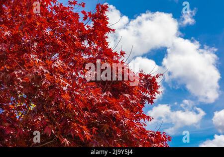 Japanese maple at the blue sky background. Red japanese maple tree in the garden. Street photo, nobody, selective focus, copy space for text Stock Photo