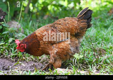 Free range organic chicken foraging Stock Photo