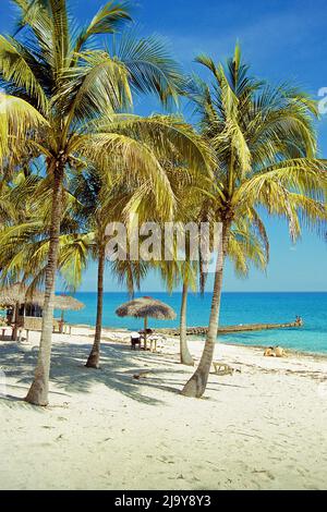 Palm trees at the beach bar of Maria la Gorda Resort, Pinar del Rio, Stock Photo