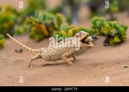 Namaqua Chameleon, Chamaeleo namaquensis, eating a beetle in the Namib desert Stock Photo