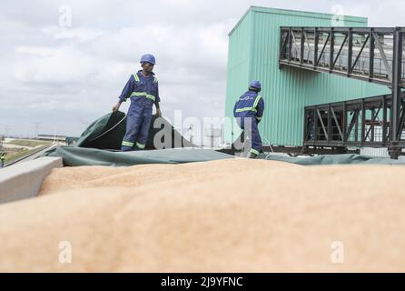 Nairobi, Kenya. 18th May, 2022. Workers uncover the waterproof cloth covered on grains transported on the bulk grain shipping line of the Grain Bulk Handlers Ltd (GBHL) in Nairobi, Kenya, May 18, 2022. TO GO WITH 'Kenya's Standard Gauge Railway enhancing seamless movement of bulk cargo to spur growth' Credit: Long Lei/Xinhua/Alamy Live News Stock Photo