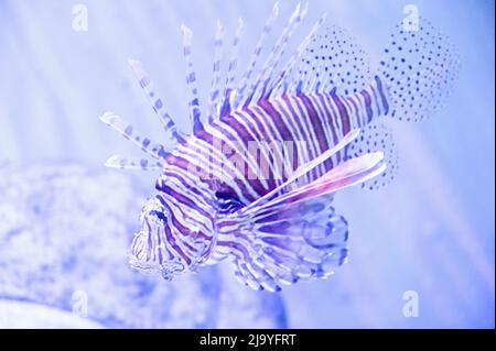 Shortfin dwarf lionfish also known as Dendrochirus brachypterus, dwarf lionfish, short-finned turkeyfish, shortspine rockcod or shortspine scorpionfis Stock Photo