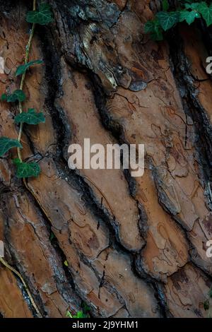 Rough tree Surface split with deep cracks longitudinally. Stock Photo