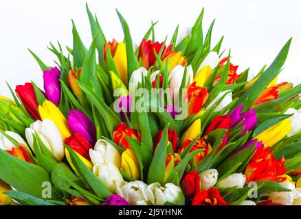 bouquet of multicolor tulips. fresh spring flowers with water drops. floral backdrop Stock Photo