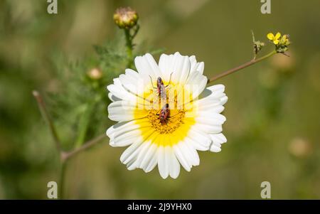 Two Firebugs on a white flower ,close up.in daylight. Stock Photo