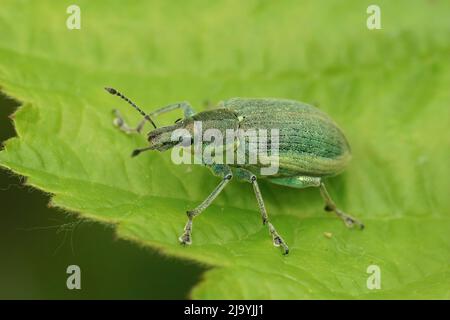 Detailed closeup on a yellow banded leaf weevil, Chlorophanus viridis, sitting on a green leaf in the field Stock Photo