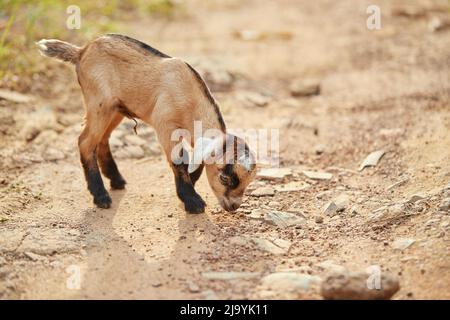 Cute kid goat walking in the garden Stock Photo