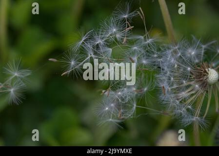 Macro photorgraphy of a blow flower in spring Stock Photo