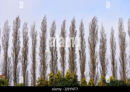 Lombardy Poplar Trees (Populus nigra 'Italica') england Stock Photo