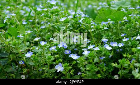 Veronica chamaedrys, the germander speedwell, birds-eye speedwell, or cats eyes is an herbaceous perennial species of flowering plant in the plantain Stock Photo