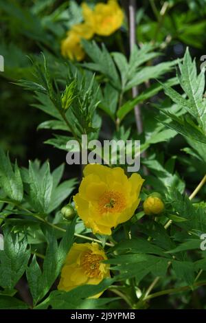 Tree Peony Stock Photo