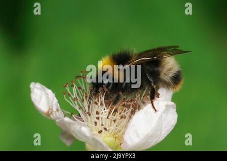 Closeup on a large Forest cuckoo bumblebee , Bombus sylvestris, sitting on a white brambleburry flower, Rubus fructicosus