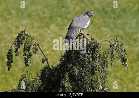 The common wood pigeon or common woodpigeon (Columba palumbus) Stock Photo