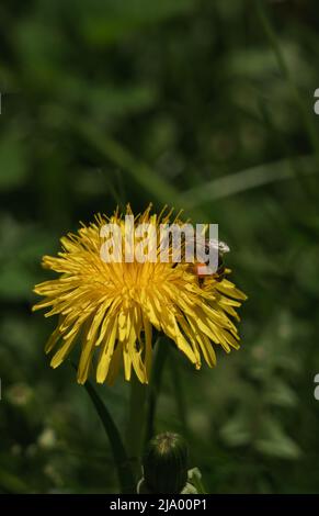 An up-close shot of a bee gathering nectar from a beautiful array of ...