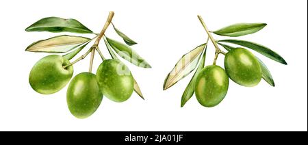 Watercolor green olives collection. Ripe fruits on branch with leaves ...