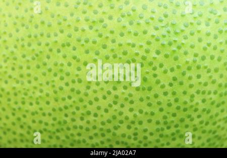 Amazing Bright Green Dotted Pattern Pomelo Peel for Abstract Backdrop Stock Photo