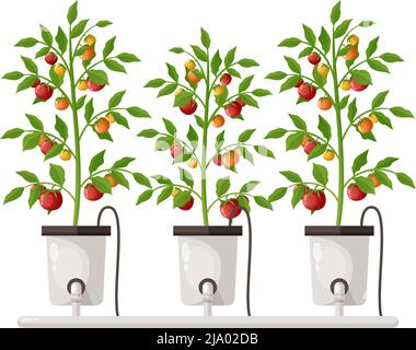Greenhouse vertical farming hydroponics aeroponics cartoon composition with plants in pots vector illustration Stock Vector