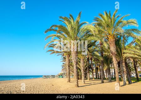 Palm grove along the beach in Torremolinos. Costa del Sol, Andalusia, Spain Stock Photo