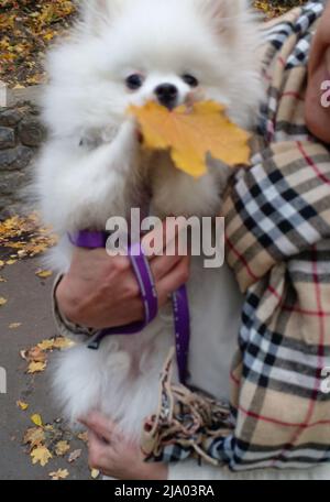 BEST QUALITY AVAILABLE Undated family handout of Archie, a Pomeranian which has been kept quarantined in the UK for seven weeks after British man Mike Haley, 61, fled Kyiv with his family and the dog. Issue date: Thursday May 26, 2022. Stock Photo