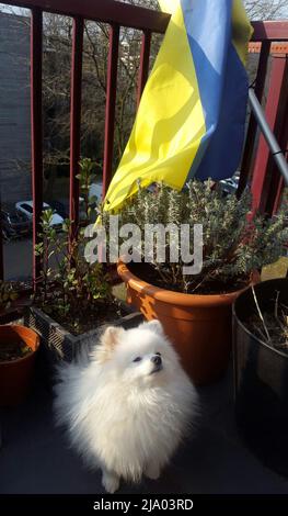 BEST QUALITY AVAILABLE Undated family handout of Archie, a Pomeranian which has been kept quarantined in the UK for seven weeks after British man Mike Haley, 61, fled Kyiv with his family and the dog. Issue date: Thursday May 26, 2022. Stock Photo