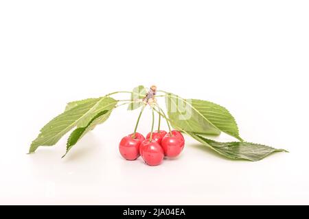 Cherry isolated. Cherry on white. Cherries. With clipping path. Stock Photo