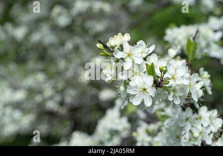 Branch with white plum flowers. Plum blossom in the spring garden. Stock Photo