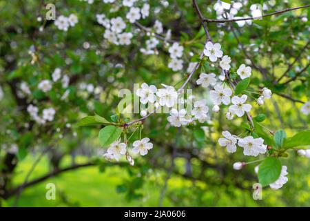 Cherry tree with white flowers in the spring garden. Branch of blossoming cherry. Stock Photo