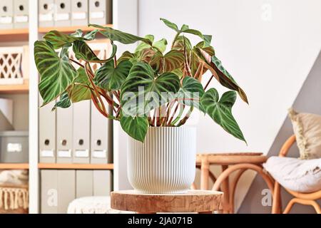 Lush topical 'Philodendron Verrucosum' houseplant with dark green veined velvety leaves in flower pot Stock Photo