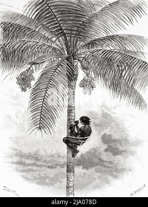 Ceroxylon quindiuense. The wax harvest of the Quindío wax palm, forests of the Andes in Colombia. South America. Journey through Equinoctial America 1875-1876 by Edward Francois Andre. Le Tour du Monde 1879 Stock Photo