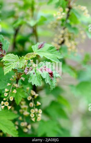 Currant branch with leaves affected by gall aphids. Red spots on currant leaves close-up. Vertical crop. Stock Photo
