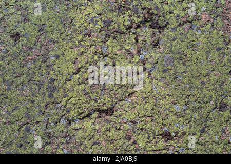 Close-up of green Map lichen (Rhizocarpon geographicum) on a red granite rock. Abstract high resolution full frame textured natural background. Stock Photo