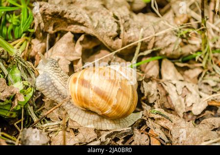 A field snail on dried yellow leaves in a green forest illuminated by the sun. Stock Photo