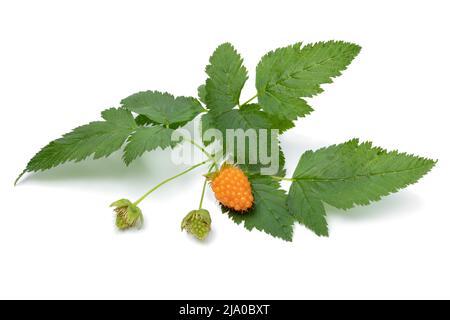 Twig of sweet ripe yellow raspberry, Rubus Idaeus, and leaves close up isolated on white background Stock Photo