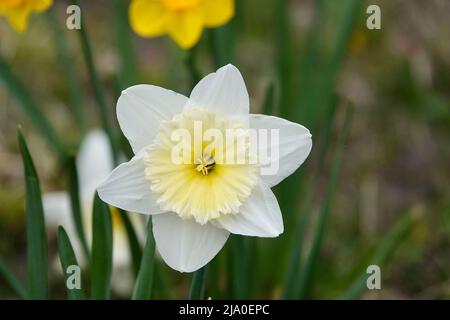 Photo of white and yellow large cup flowers narcissus, cultivar Ice Follies. Background Daffodil narcissus with green leaves. Stock Photo