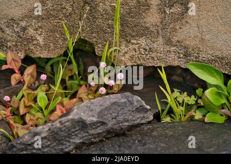 several different small plants growing on the stone in spring in madeira Stock Photo