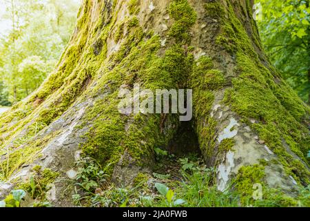 old large tree with roots outward, with gap between roots, hole under root, overgrown with moss, against blurred background of mysterious rainforest. Stock Photo