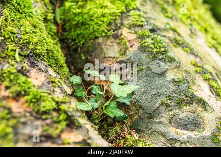 sprout of ivy between roots of tree trunk overgrown with moss. Soft focus. concept of bioproducts, ecology, birth of new life. root of tree in thicket Stock Photo