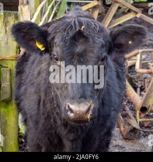 Welsh Black Cow looking forward into the camera for a head shot Stock Photo