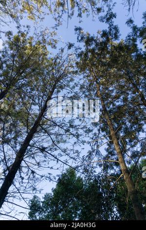 Wide angle upward canopy shot in a beautiful green trees in the forest of Dehradun, Uttarakhand India. Stock Photo