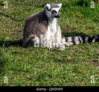Sunbathing Ring-tailed Lemur Stock Photo