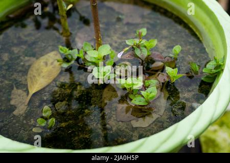 A closeup shot of water filled flowerpots with tiny plants in uttarakhand India. Stock Photo