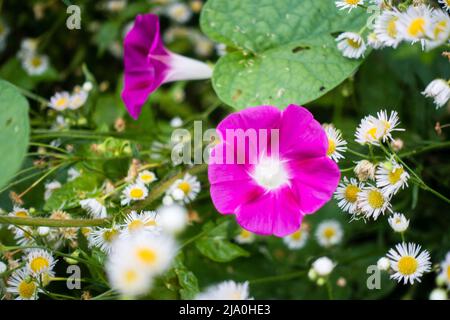 A close up shot of pink morning glory, Calystegia macrostegia blooming in the forests of Uttarakhand, the northern state of India.valley of Flowers. Stock Photo