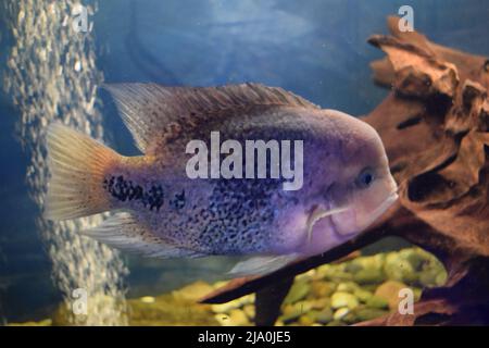 Ornamental fish in an ecological fish tank Stock Photo - Alamy