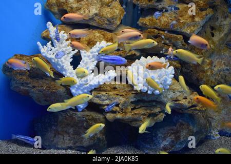 Yellow morph of Labidochromis caeruleus (lemon yellow lab) aquarium fish. Electric Yellow Afican Cichlid. Tropical Electric yellow cichlids. Malawi Aq Stock Photo