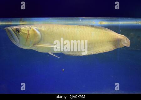 Silver arowana (Osteoglossum bicirrhosum) sometimes spelled arawana. It's a South American freshwater bony fish of the family Osteoglossidae. Wildlife Stock Photo