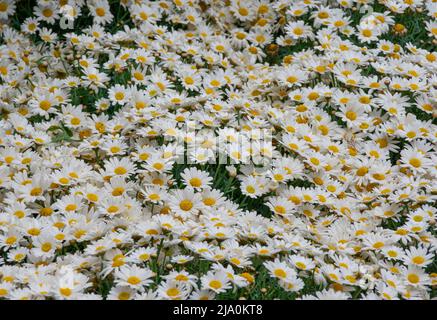 A close-up of the green meadow and lots of white daisies, season of happiness and flowers Stock Photo