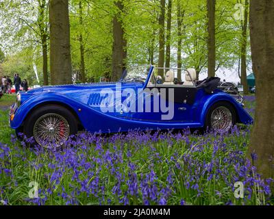 Classic Blue Morgan amongst the bluebells in a coppice Stock Photo