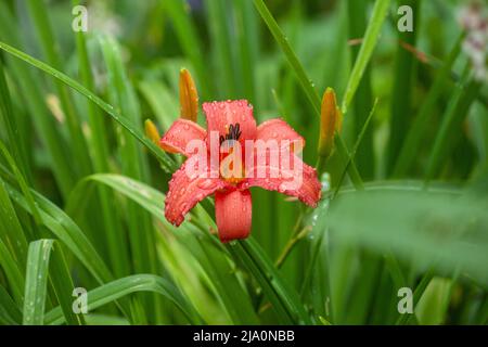 Close up of an orange daylily with water drops on the petals Stock Photo