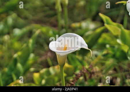 Close up view of Calla Lilies in a valley, Madeira, Portugal Stock Photo